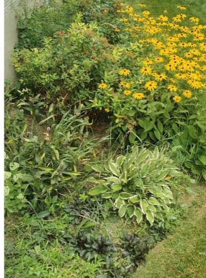Side yard bed before, overgrown