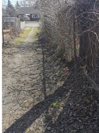 Fence line before, buried in overgrowth