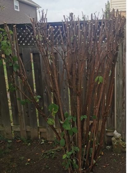 Overgrown shrub after full cutback