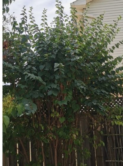 Overgrown shrub before cutback