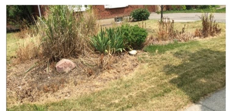 Front yard before: dead overgrown garden bed
