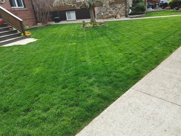 Front lawn and stone steps after a cut