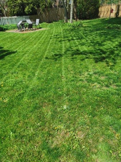 Backyard lawn striped