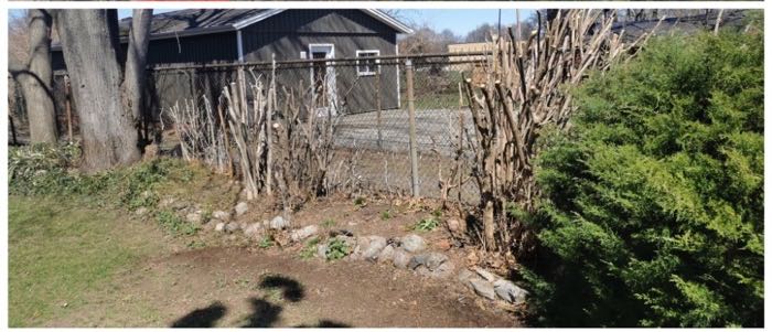 Hedge row cut back and shaped