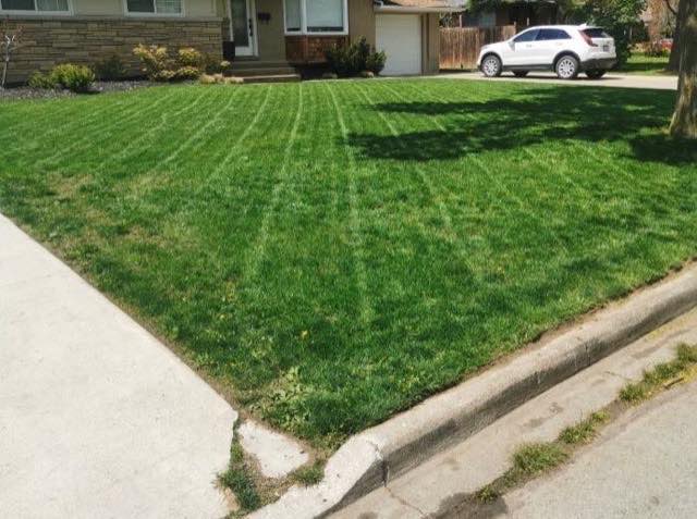 Striped freshly cut lawn