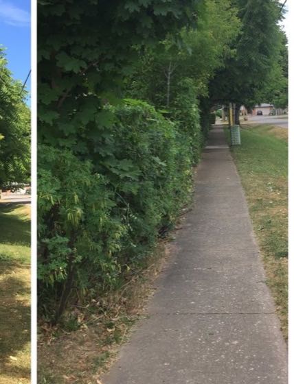 Sidewalk and fence line cleared of overgrowth